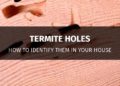termite holes