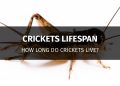 how long do crickets live