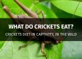 what do crickets eat featured