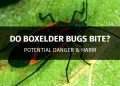 do boxelder bugs bite