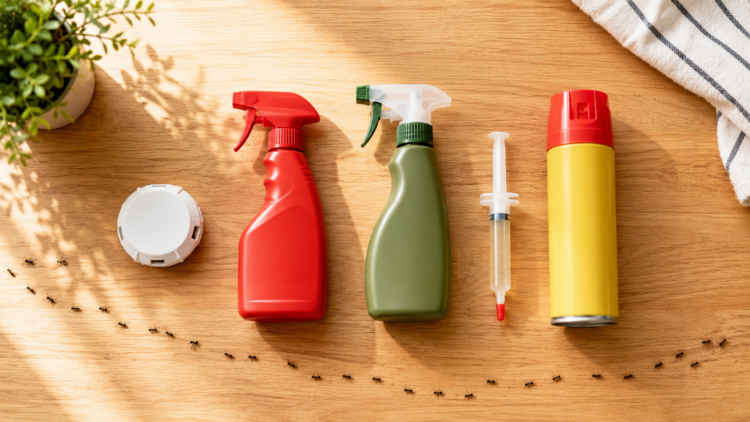Best ant killer products for home