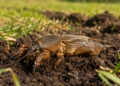 Mole cricket lawn damage