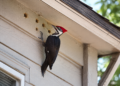 Woodpecker clinging to house siding near small peck holes and exterior trim