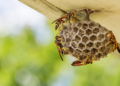 paper wasps