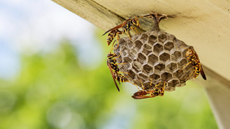 paper wasps