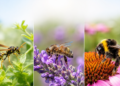 featured wasps bees bumblebees identification