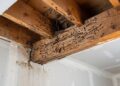 Termite Damage: Signs, Pictures, and What to Do