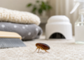 Adult flea with flea treatment options for home pets and yard