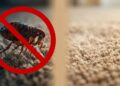 Home and yard flea control steps