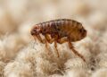 Close-up of a flea for identification